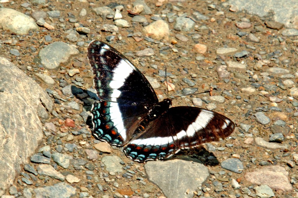 196 Admiral, White, 2006-07031166 Topsfield Area, ME.JPG - White Admiral (Basilarchia arthemis) Butterfly. Banded Purple, Topsfield Area, ME, 7-3-2006